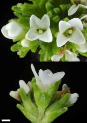 Veronica hookeri. Female flowers. Scale = 1 mm.
 Image: P.J. Garnock-Jones © P.J. Garnock-Jones CC-BY-NC 3.0 NZ